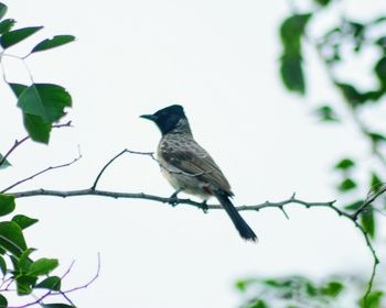 Close-up of bird perching on tree against clear sky