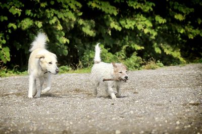 Portrait of a dog running