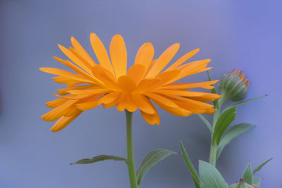 Close-up of yellow flower against blue sky