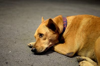 Close-up of a dog resting