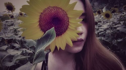 Close-up of sunflower