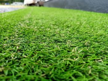 Close-up of grass on field