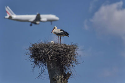 Low angle view of bird in nest against sky