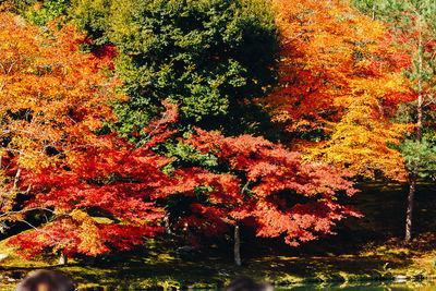 Red maple tree during autumn