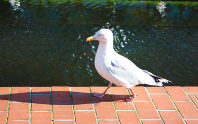 High angle view of seagull perching on a lake