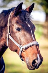 Close-up of horse outdoors