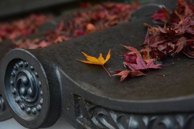 Close-up of autumn leaf