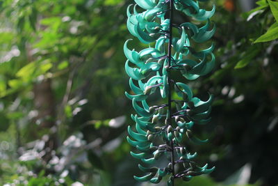 Close-up of spiral leaf hanging on tree