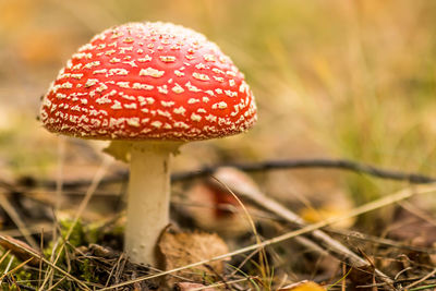 Close-up of fly agaric mushroom on field