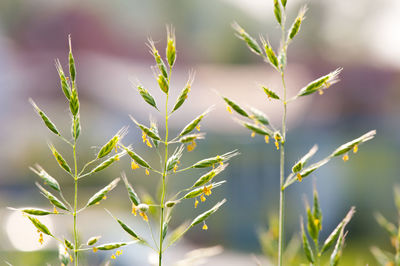 Close-up of plant