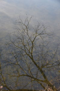 High angle view of bare tree by lake against sky