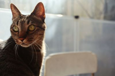 Close-up of a cat looking away