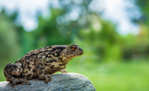 A common toad sits on a stone