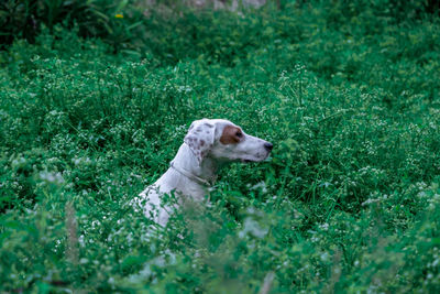 Dog looking away on field