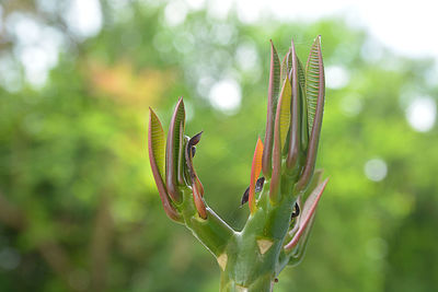 Close-up of insect on leaf