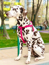 Close-up of a dog looking away