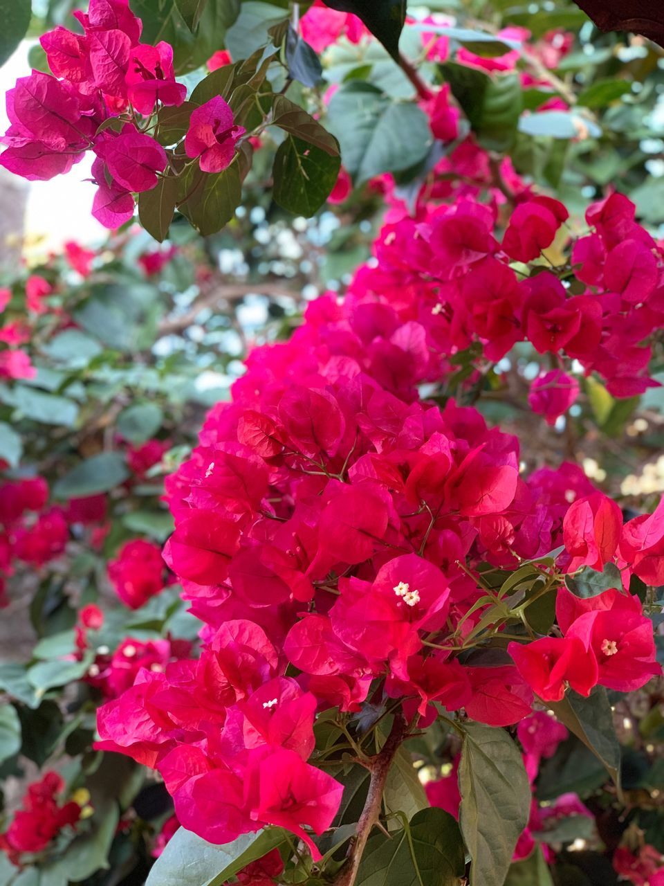 CLOSE-UP OF PINK ROSE FLOWERS