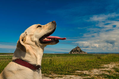 Close-up of labrador looking away sticking out tongue on grass field against mont saint michel