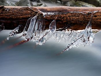 Long icicles hang above dark freeze water of mountain stream. winter season at river, thin icicles