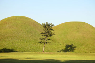 Scenic view of field against clear sky