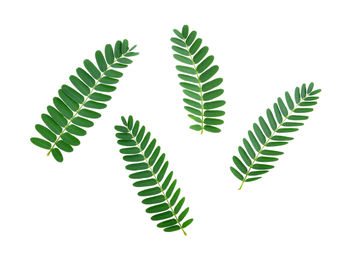 Close-up of fern leaves against white background