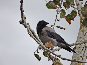 Low angle view of bird perching on tree against clear sky