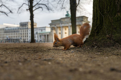 Side view of squirrel on ground