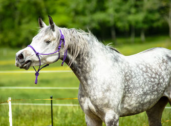 Close-up of horse on field