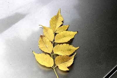 High angle view of maple leaves