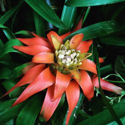 Close-up of red flower blooming outdoors