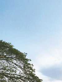 Low angle view of tree against sky