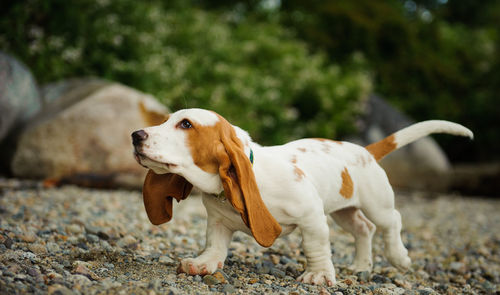 Profile view of basset hound dog walking on stones