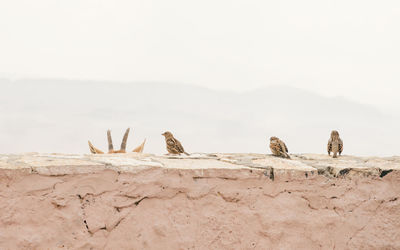 Sparrows perching on wall against sky