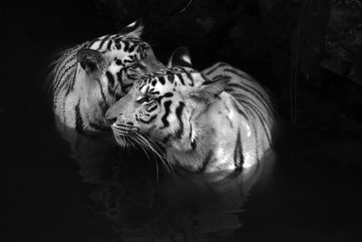 Tiger in a water