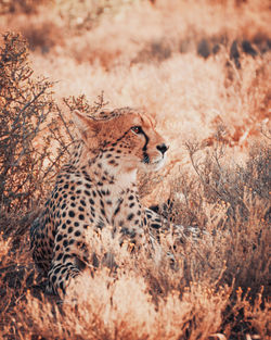 Close-up of cheetah resting amidst plants