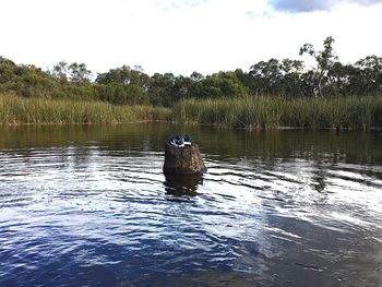 Duck in lake against sky