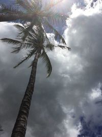 Low angle view of palm tree against sky
