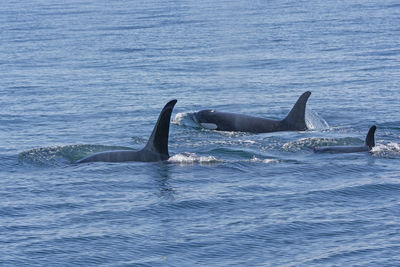 Orca family swimming in the ocean in prince william sound near valdez, alaska