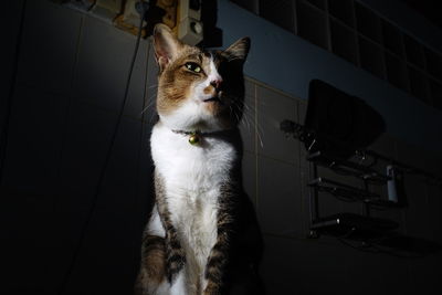 Cat looking away while standing on floor at home