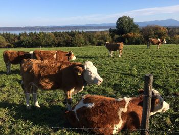 Cows on field against sky