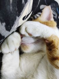 Close-up of cat sleeping