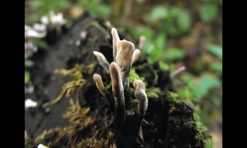 Close-up of plant against blurred background