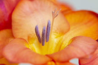 Close-up of purple flower