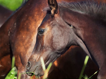 Close-up of foal