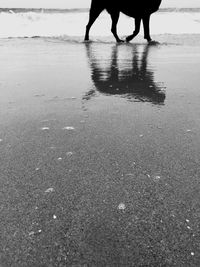 Low section of people walking on wet shore