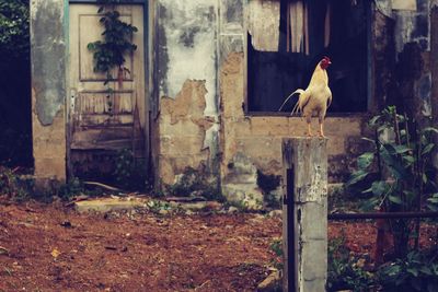 View of cockerel perching on pole outdoors