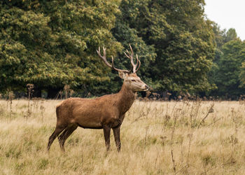 Deer standing in a field