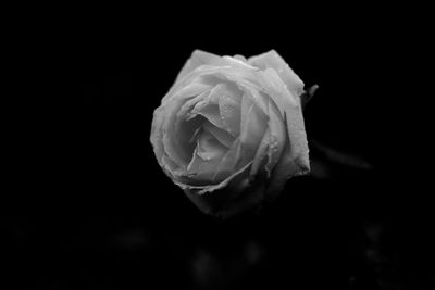 Close-up of rose against black background