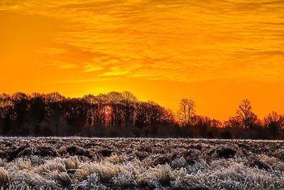 Trees on landscape against orange sky