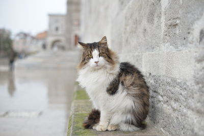 Portrait of cat sitting on wall